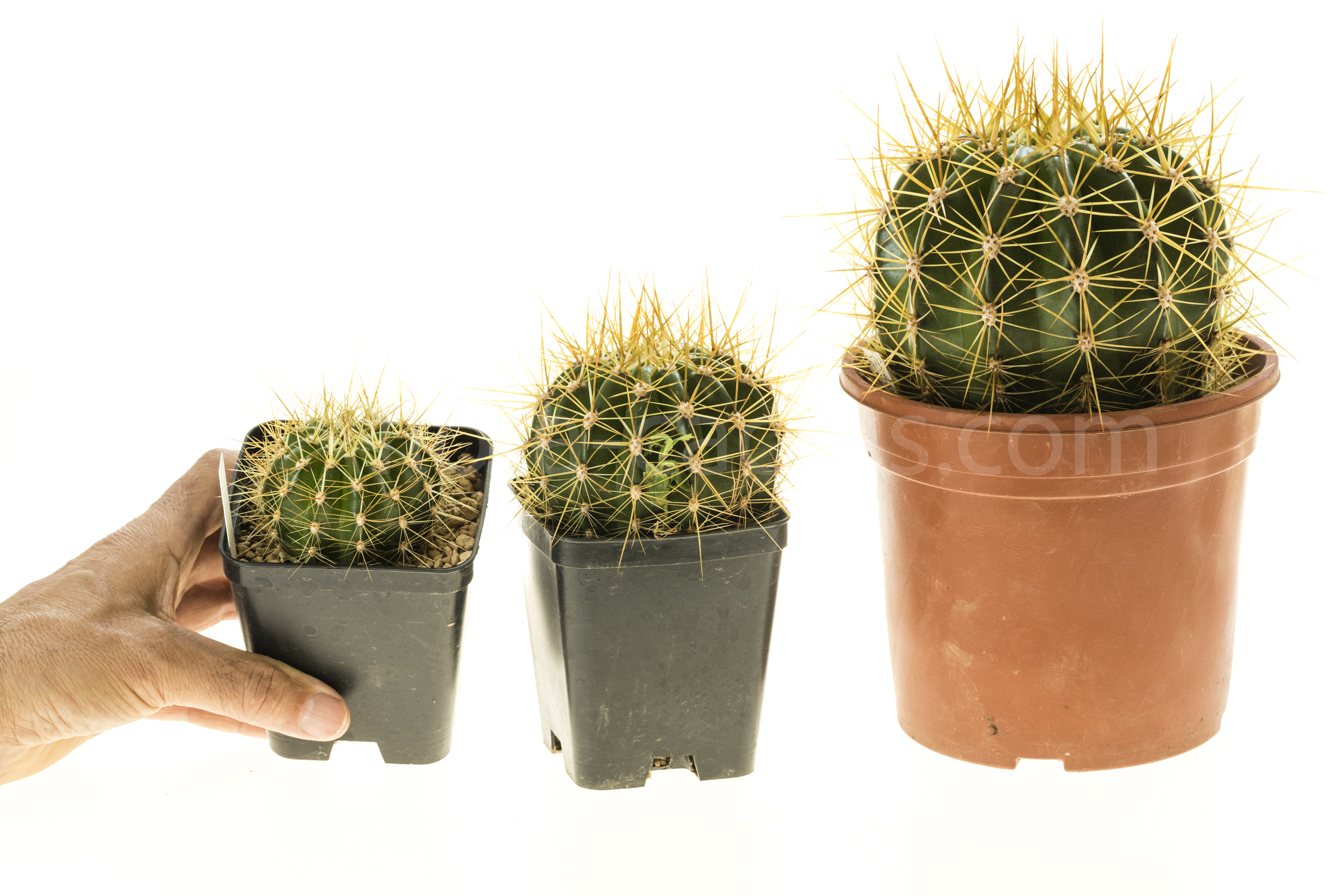 Trichocereus_Gräsers_SchönsteT1T2T3-1