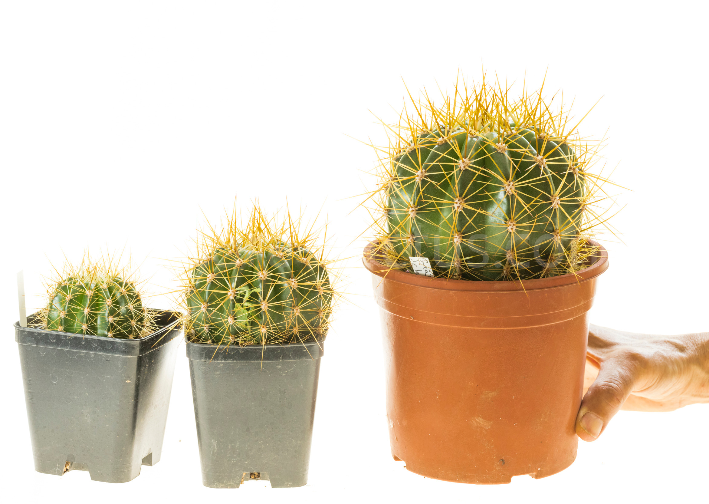 Trichocereus_Gräsers_SchönsteT1T2T3-4