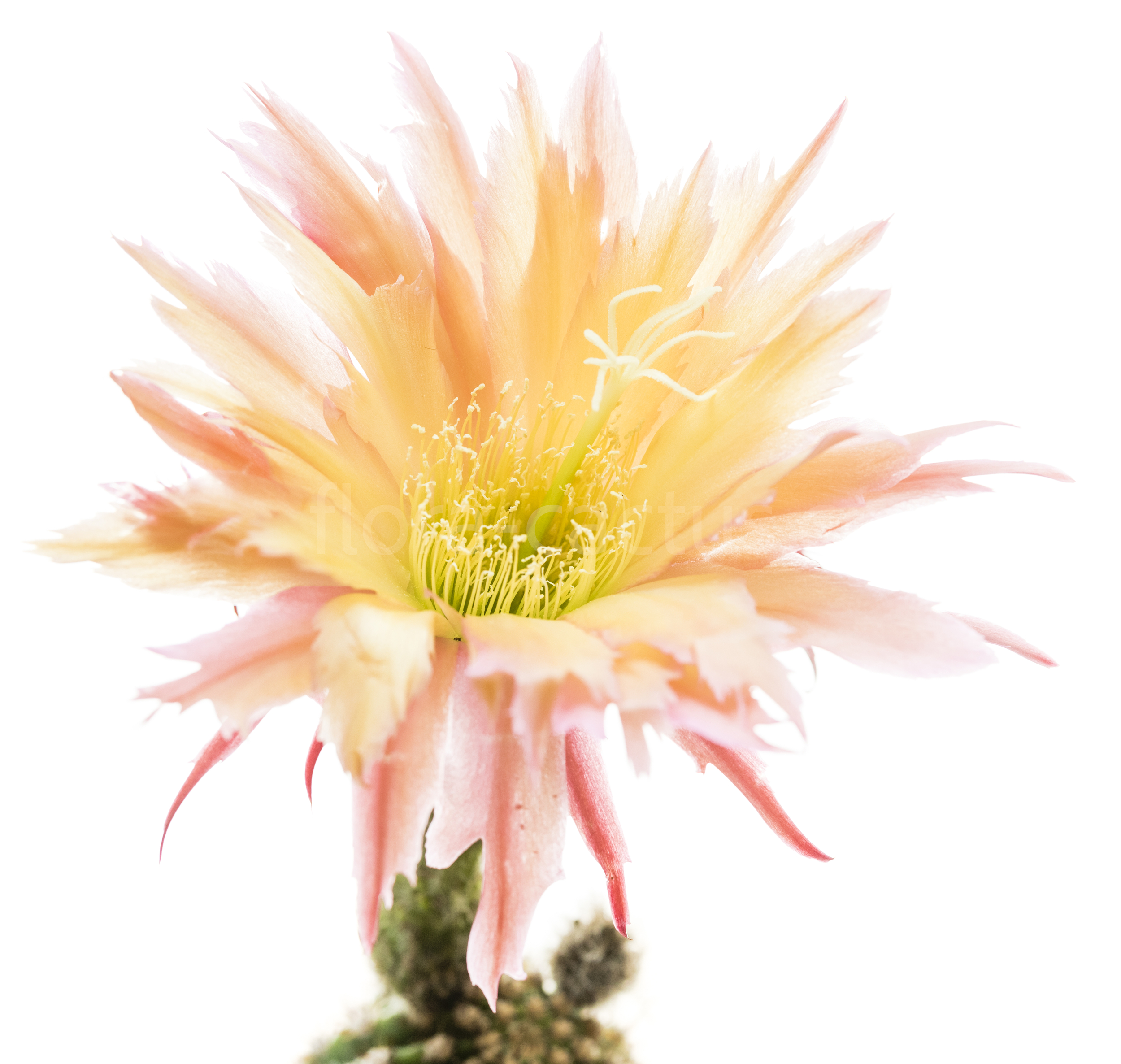 Trichocereus_Polarstern-3