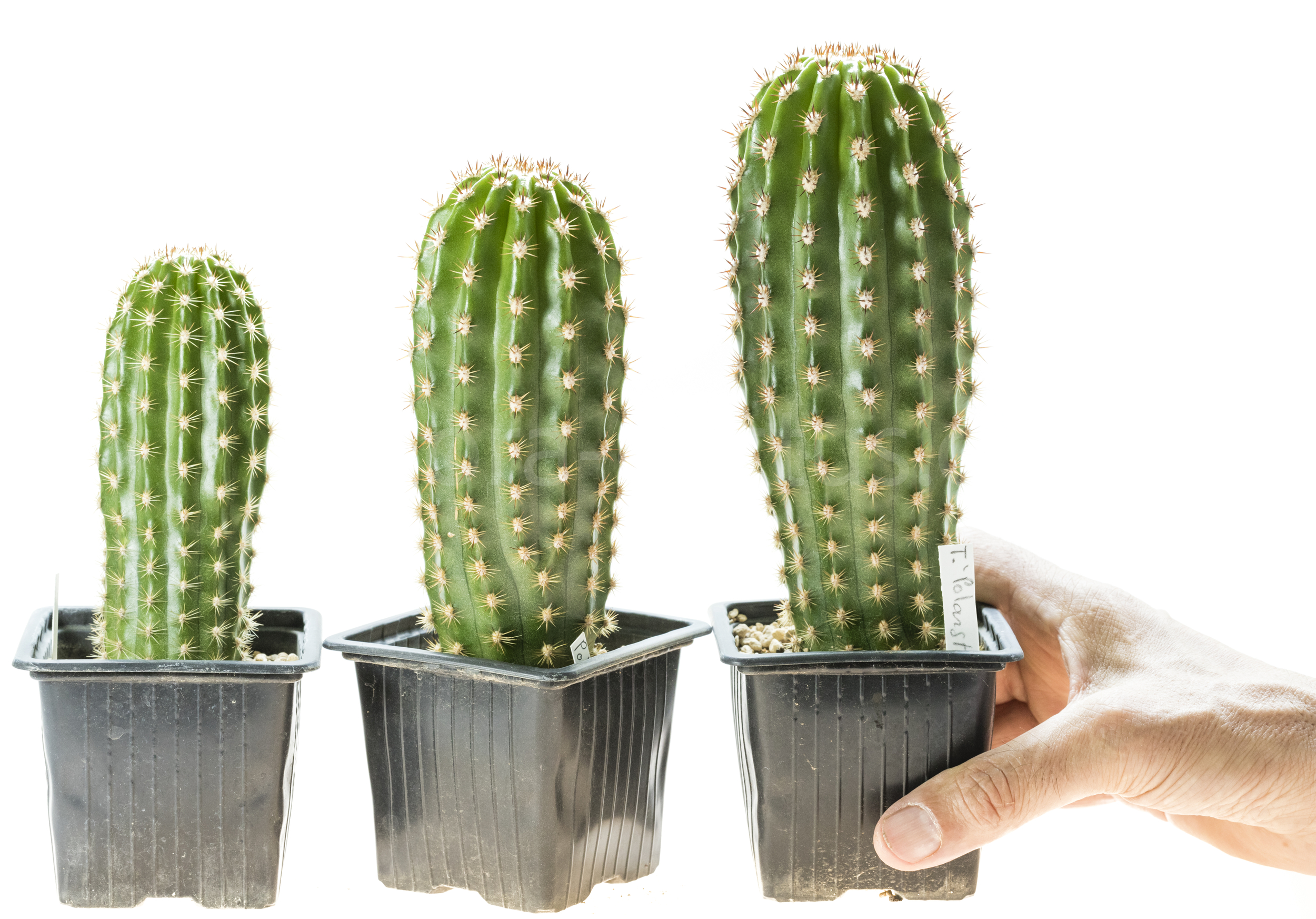 Trichocereus_Polarstern_T1-2-3-2