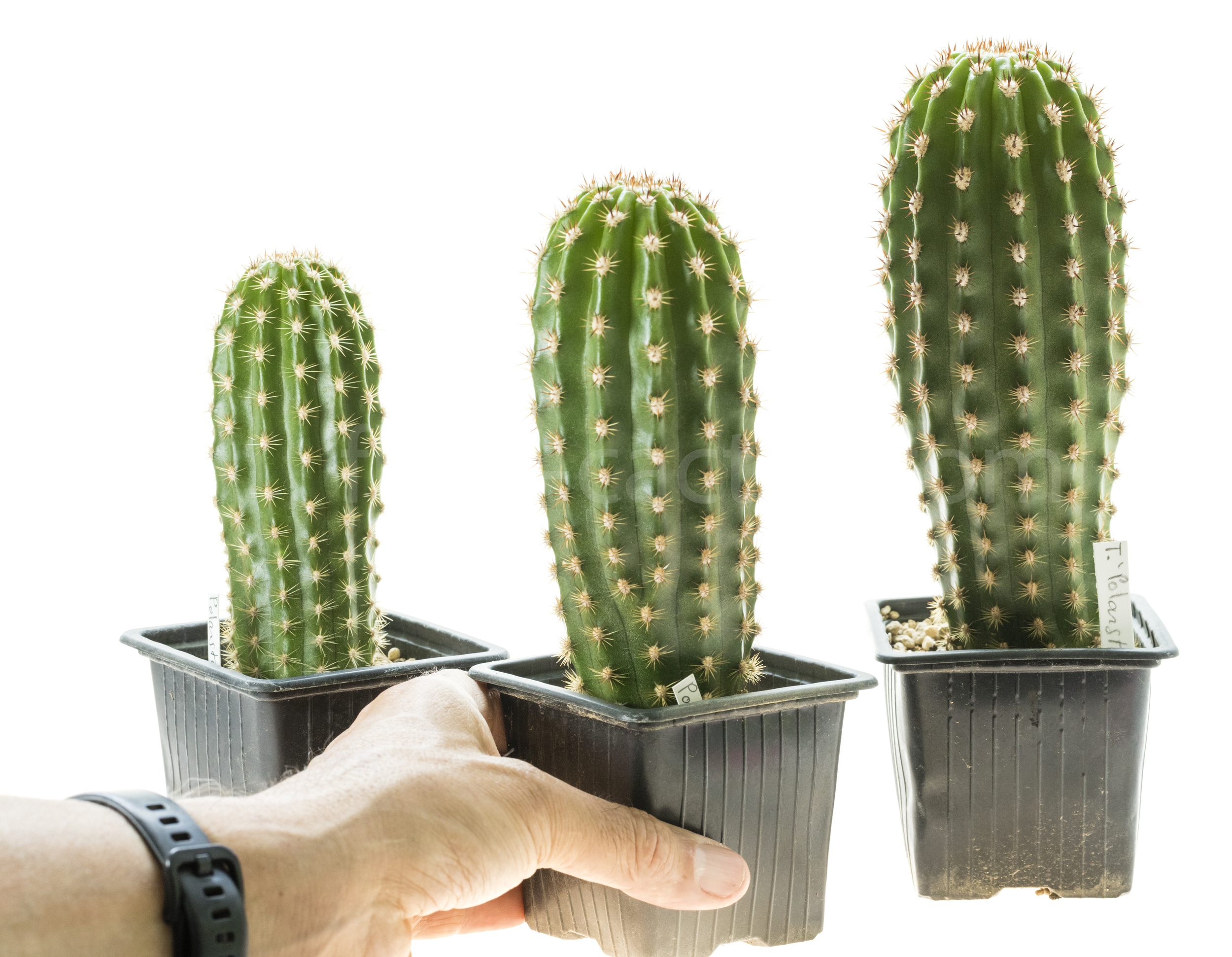 Trichocereus_Polarstern_T1-2-3-1