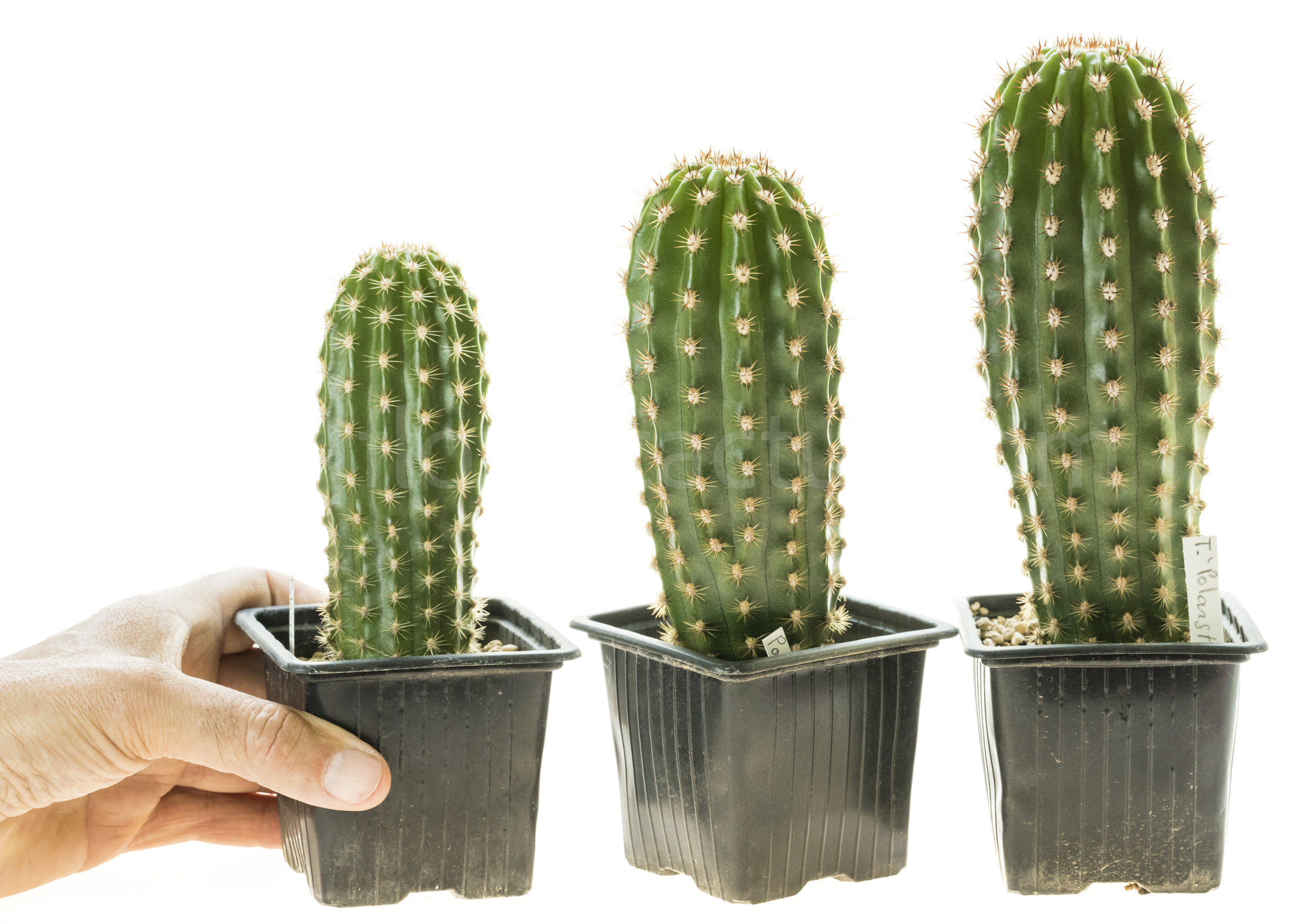 Trichocereus_Polarstern_T1-2-3-6
