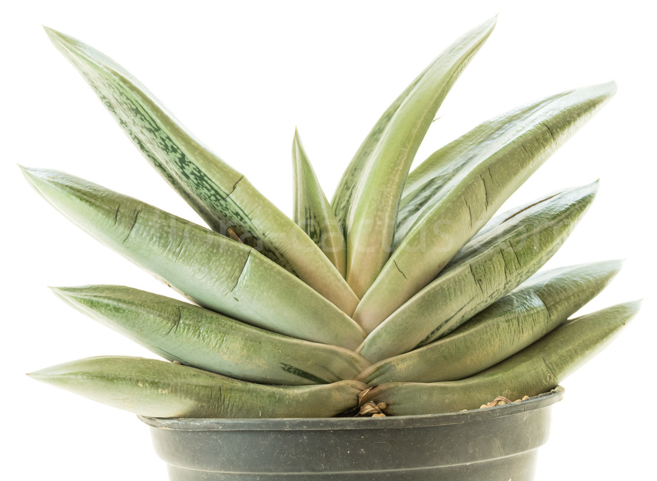 Gasteria Hulky-1