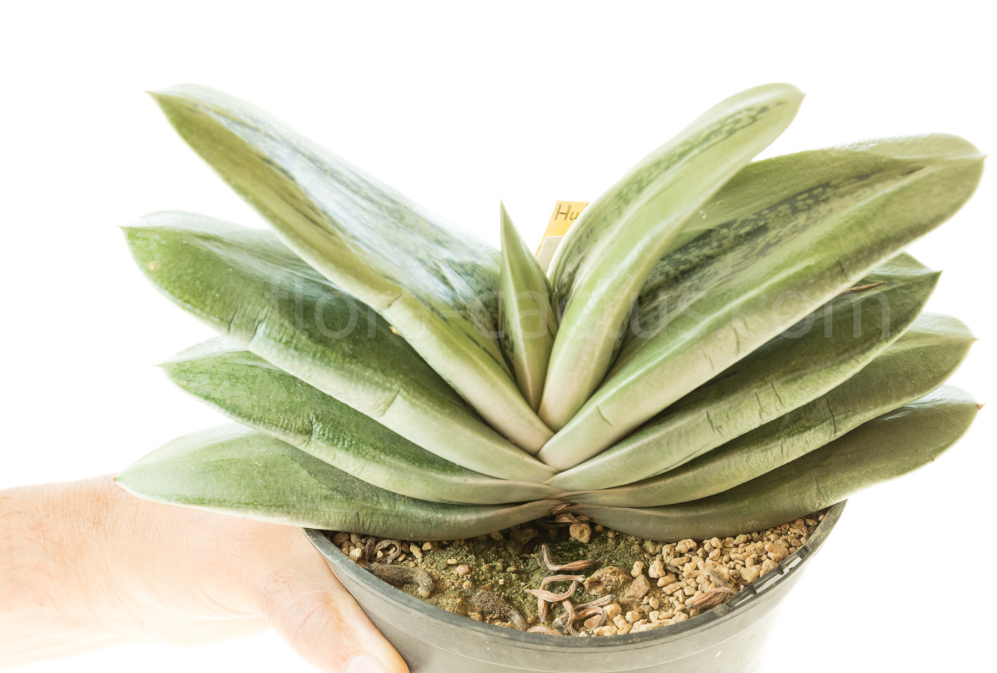 Gasteria Hulky-3