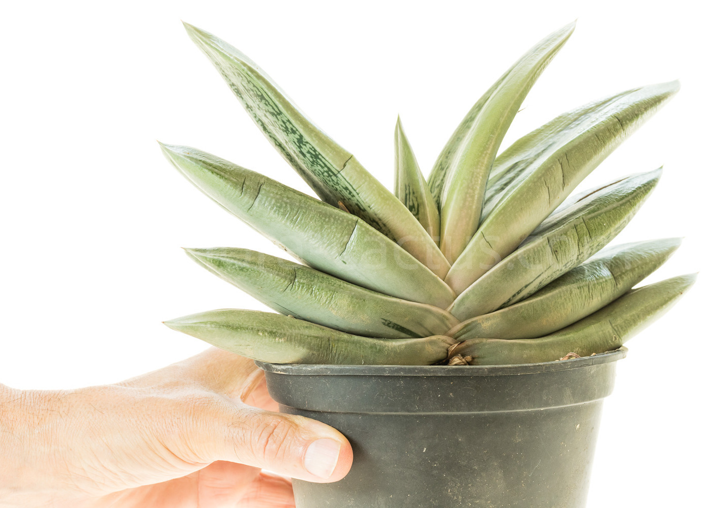 Gasteria 'Hulky'-2