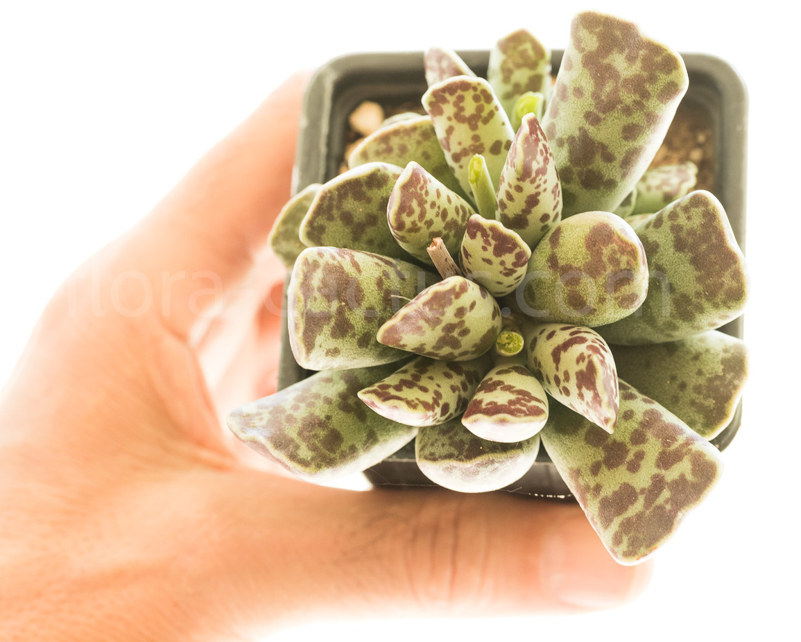 Adromischus_cooperi1