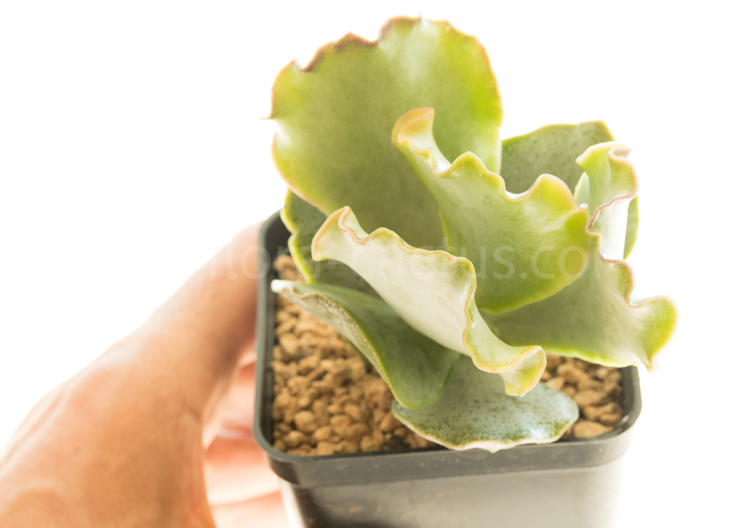 Adromischus_sphenophyllus_undulatus2