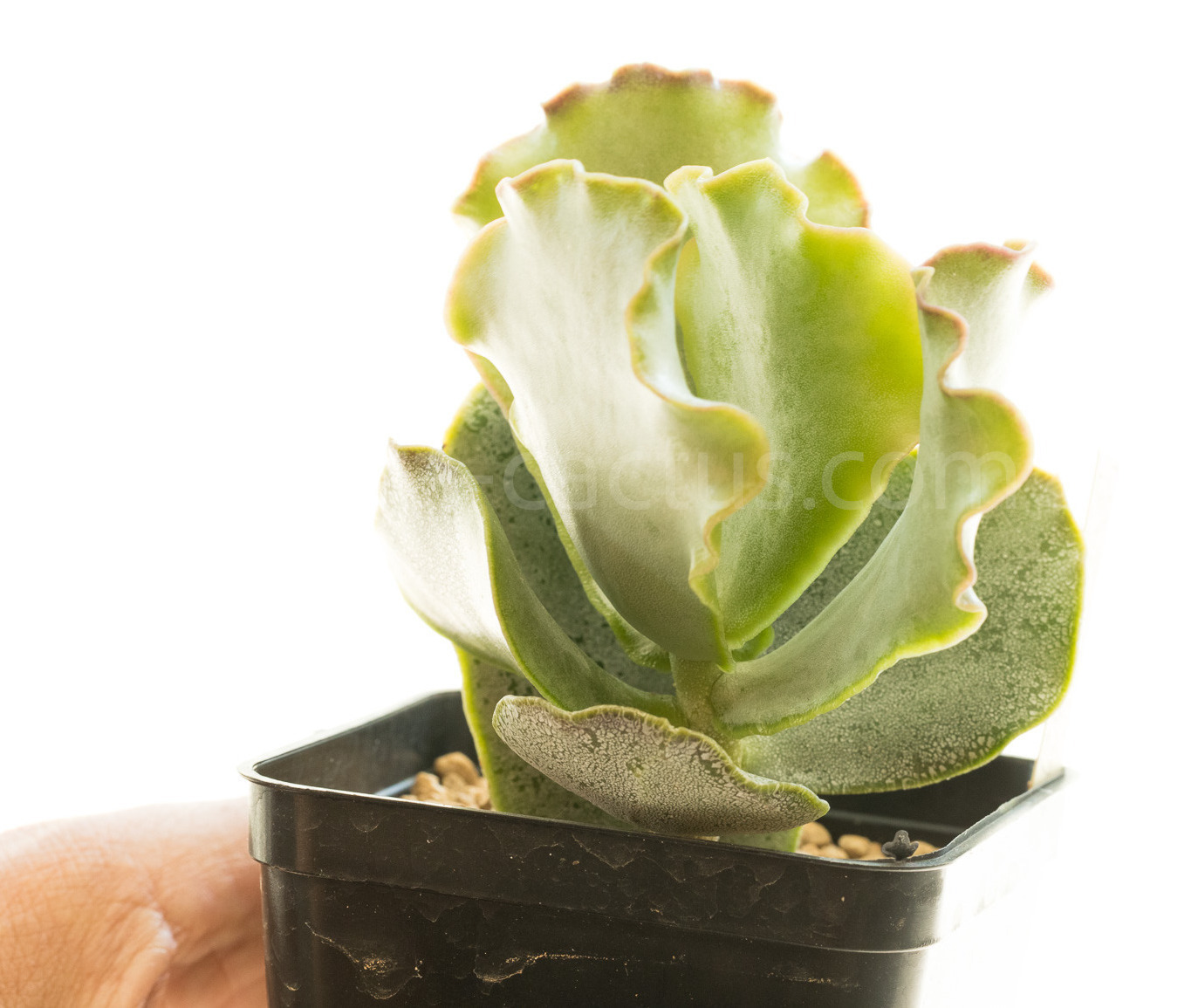 Adromischus_sphenophyllus_undulatus1