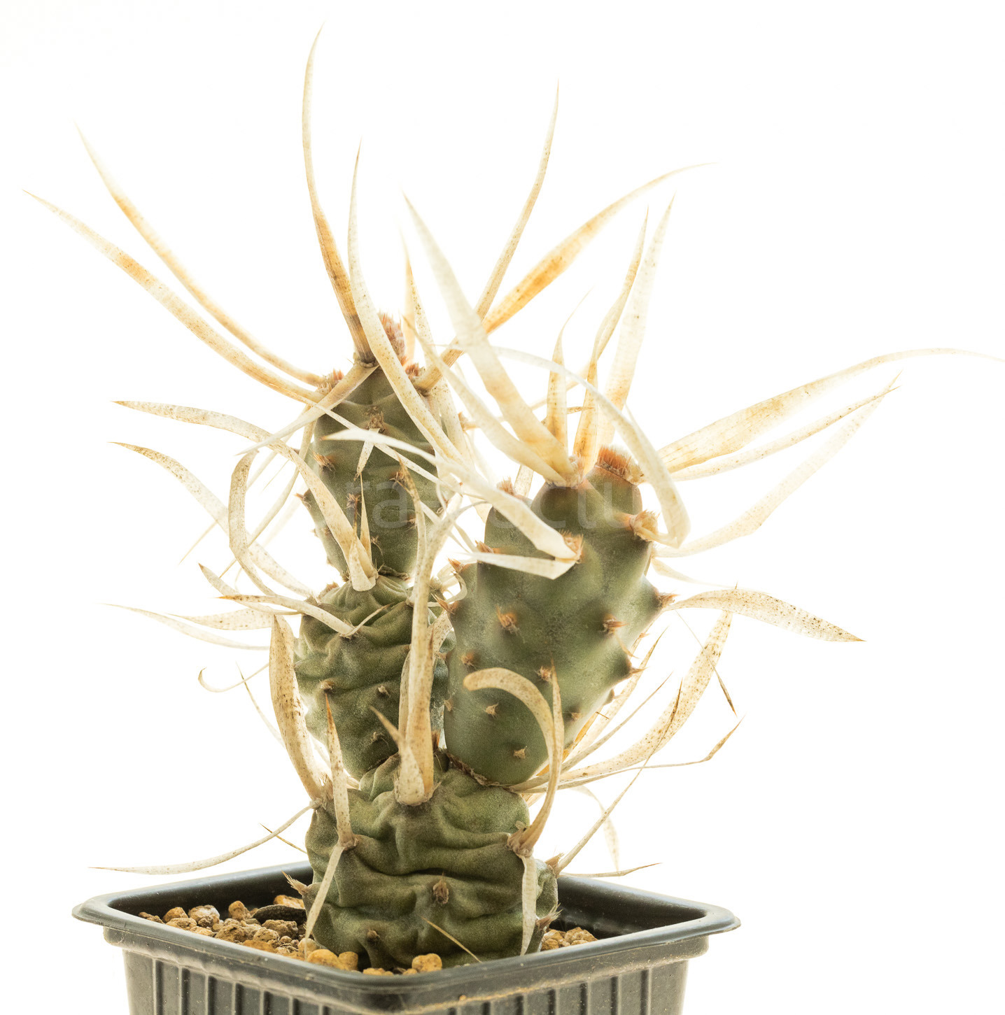Tephrocactus_papyracanthus1