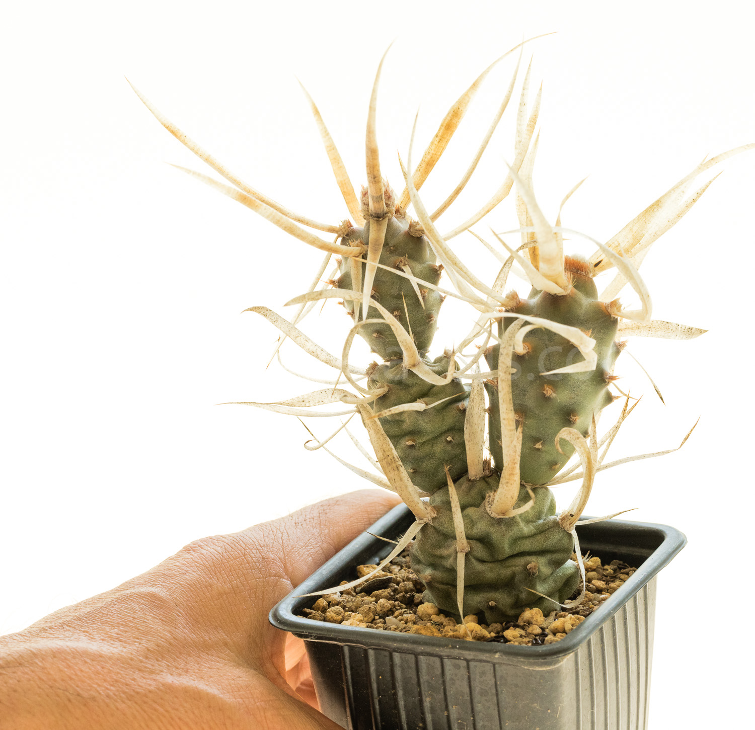 Tephrocactus_papyracanthus2