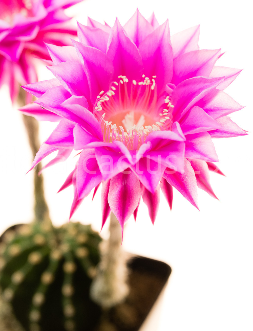 Echinopsis_llila_Rigato-1