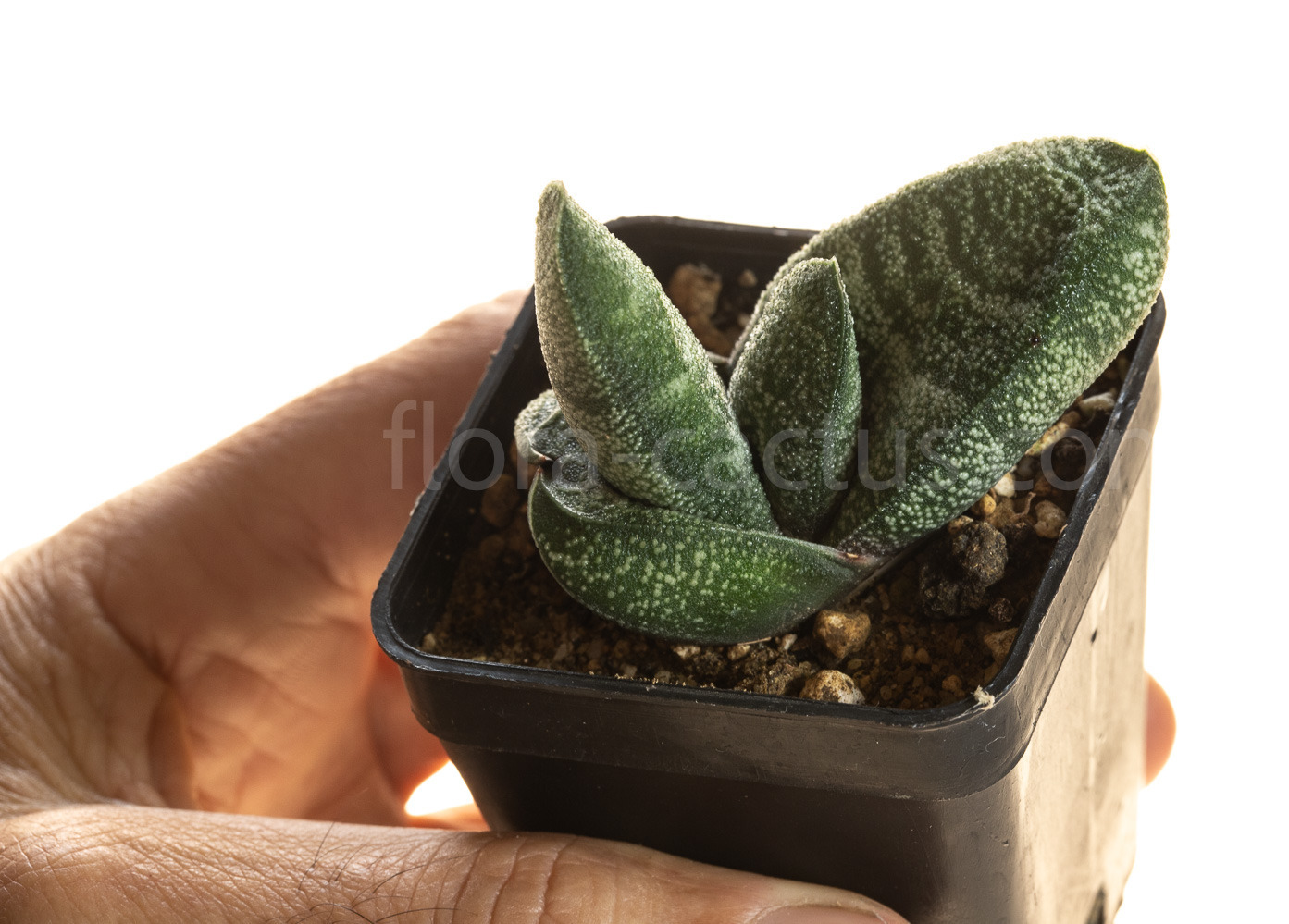 Gasteria_batesiana_Sifula-3