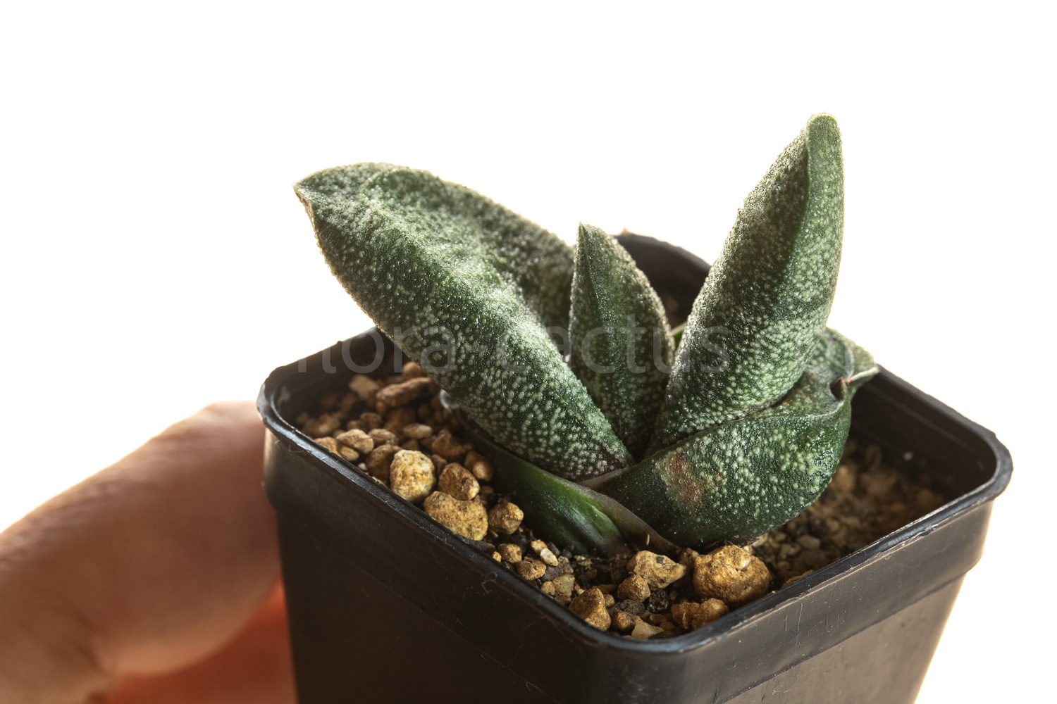 Gasteria_batesiana_Sifula-4