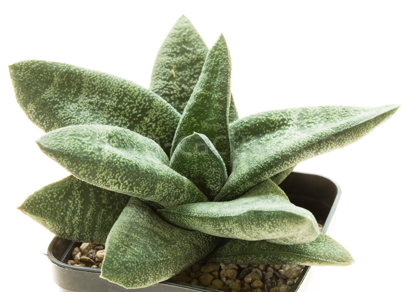 Gasteria_batesiana_Sifula-6