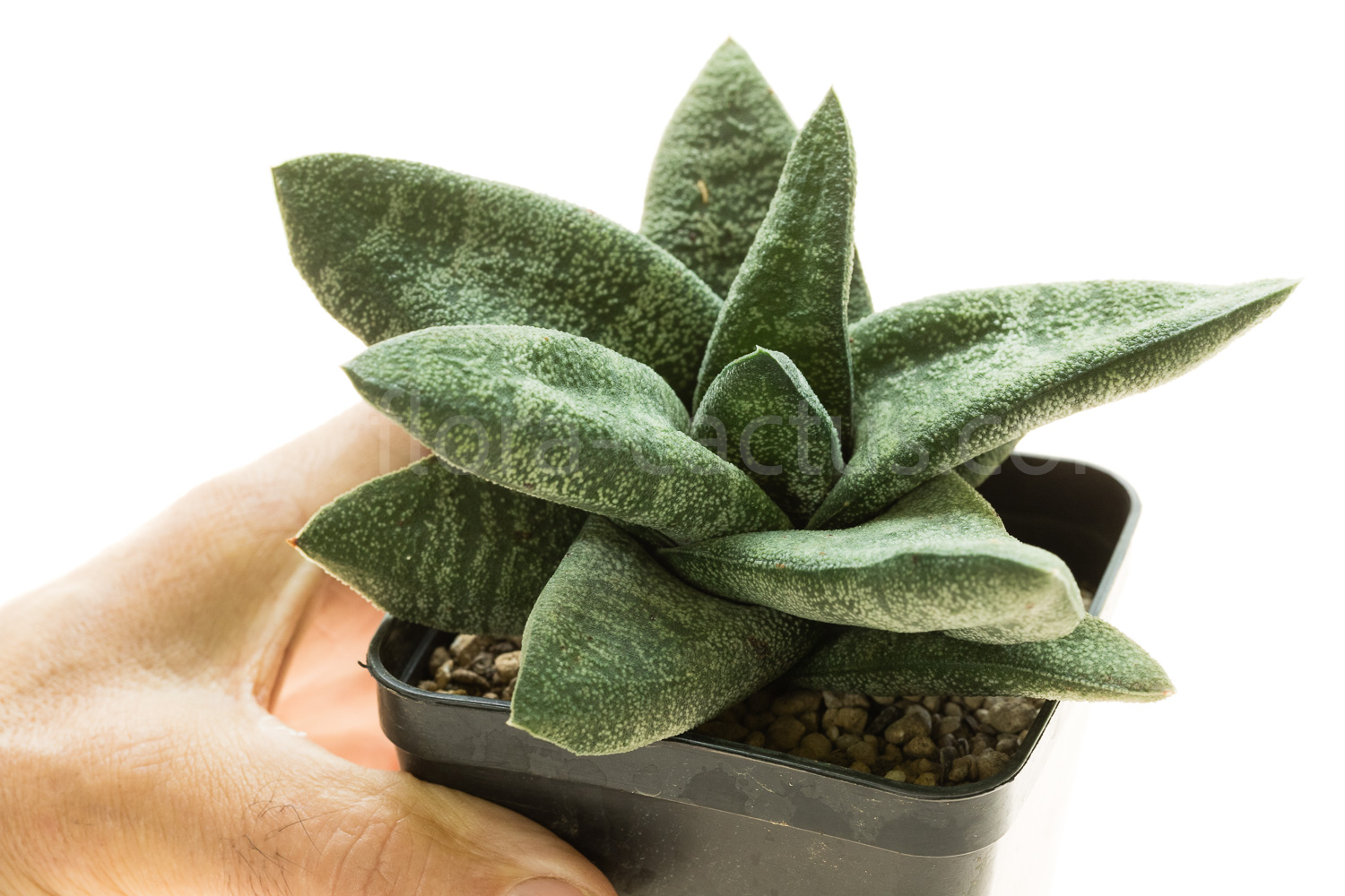 Gasteria_batesiana_Sifula-7