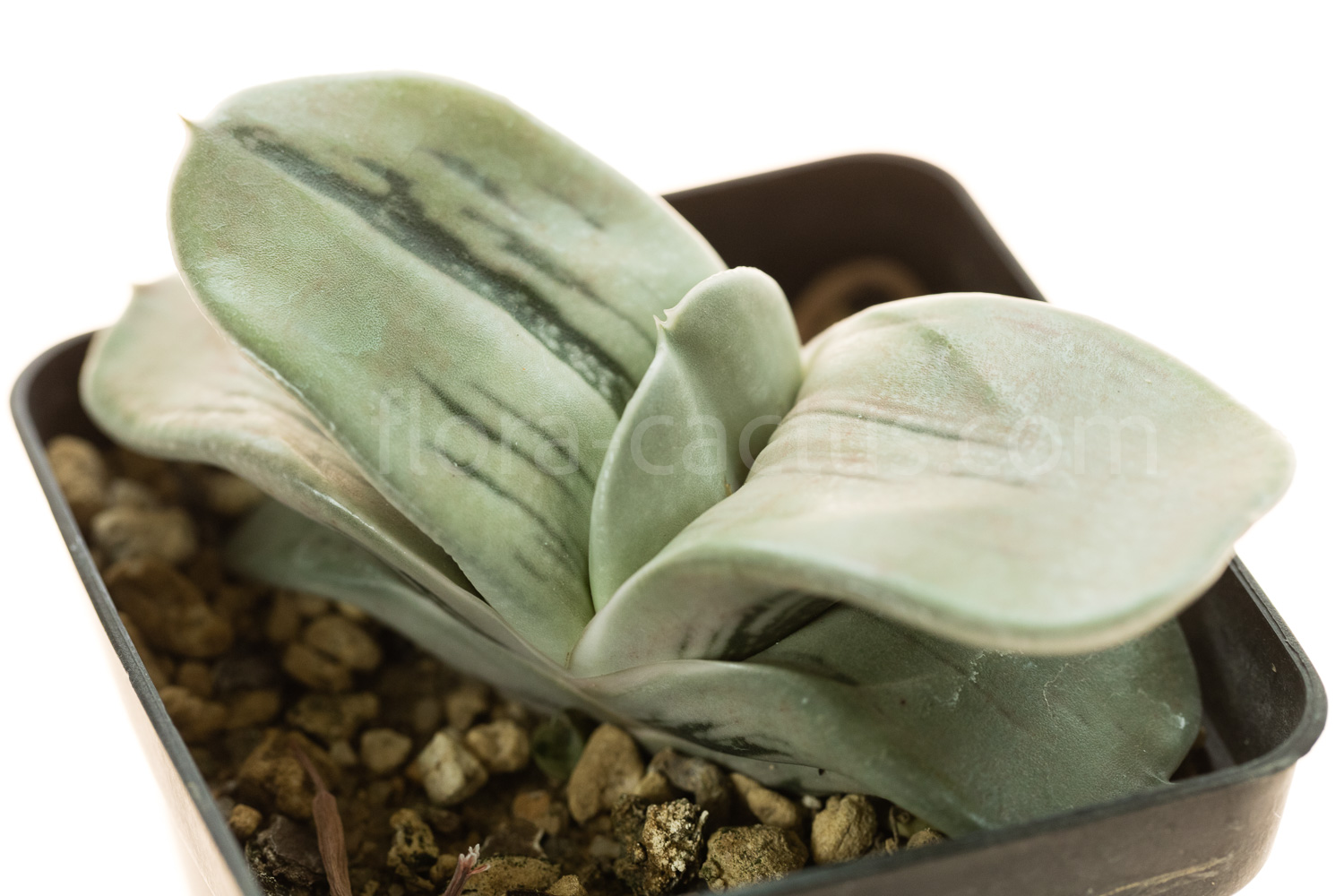 Gasteria_armstrongii_Ginsha_kodakara-1