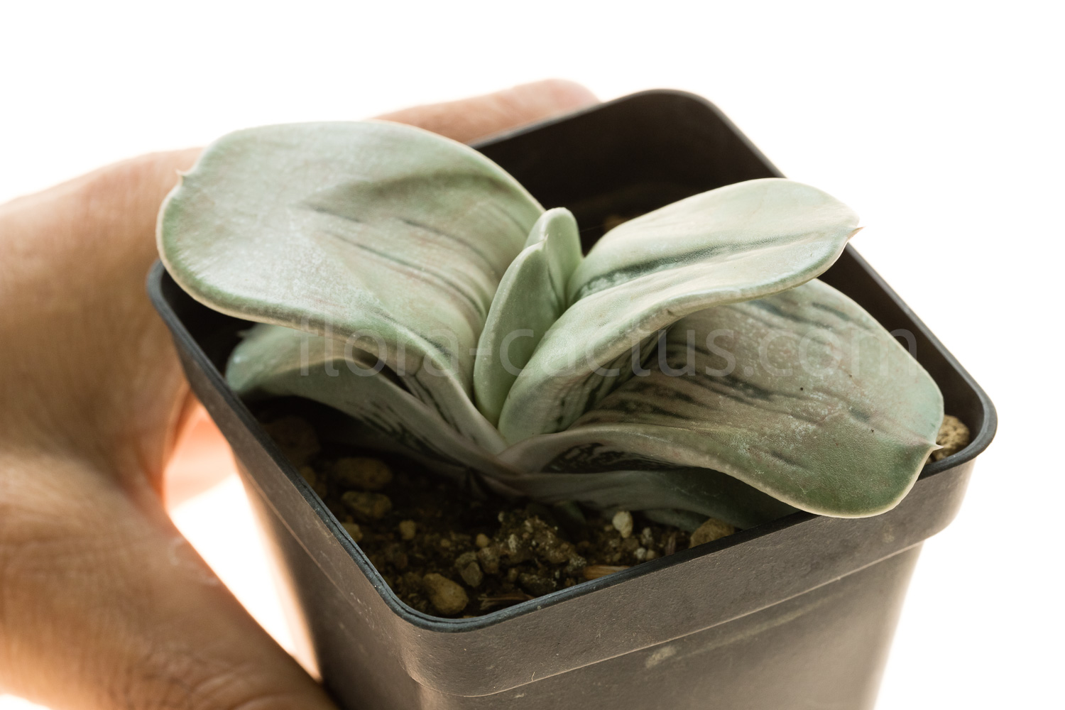 Gasteria_armstrongii_Ginsha_kodakara-3