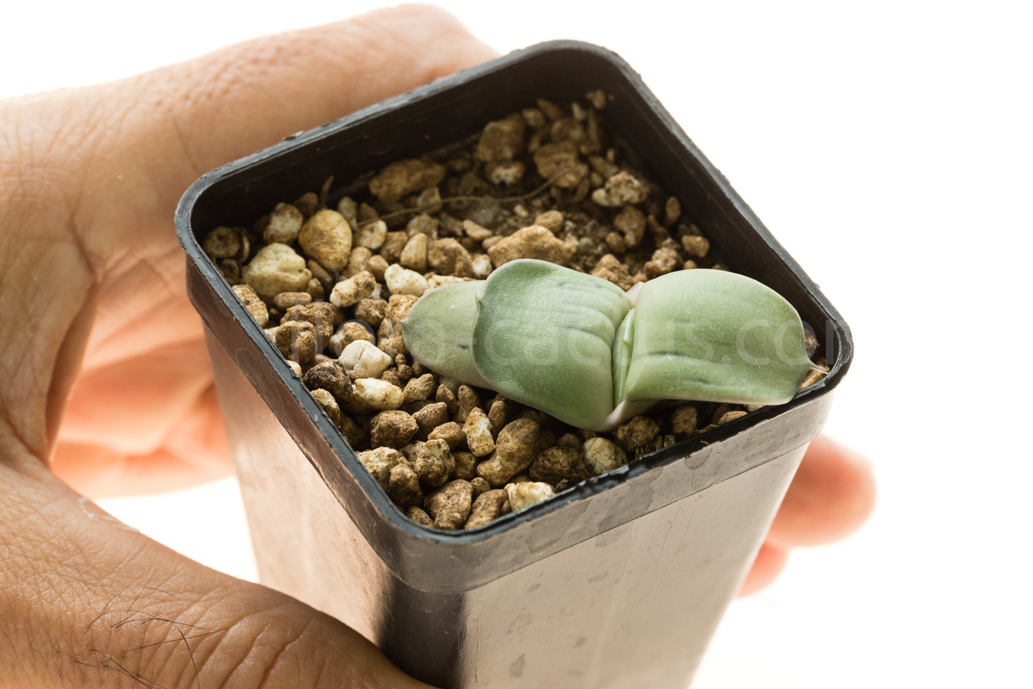 Gasteria_armstrongii_Ginsha_kodakara-9