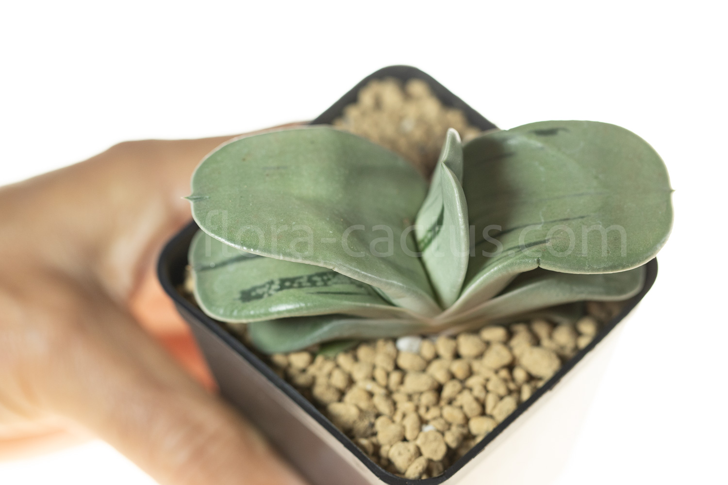 Gasteria_armstrongii_Ginsha_kodakara-8