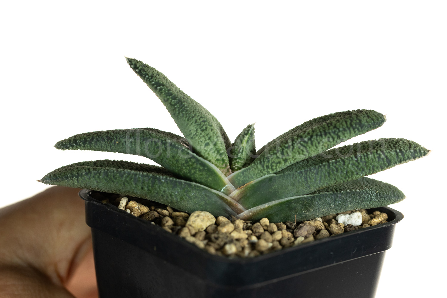 gasteria_armstrongii_Lime_Essence-3