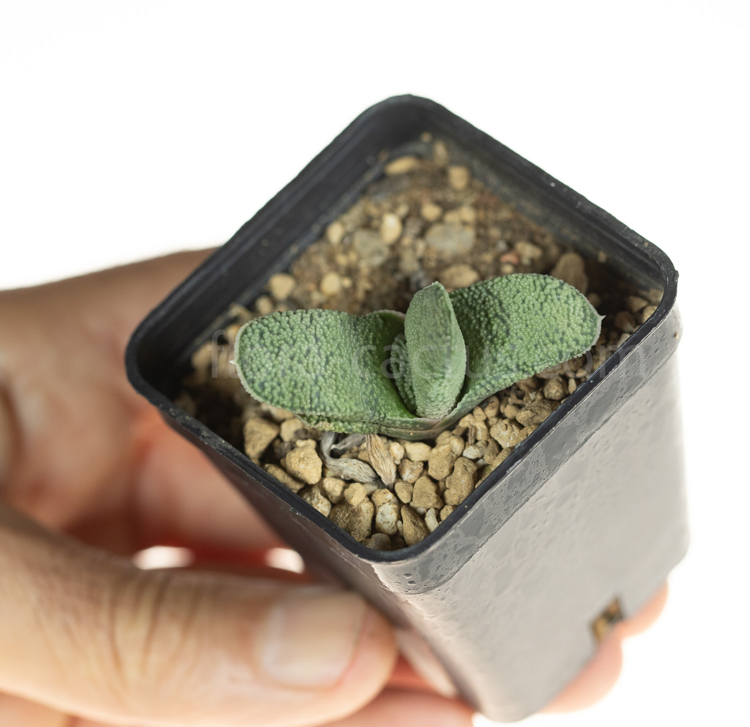 gasteria_armstrongii_Lime_Essence-4