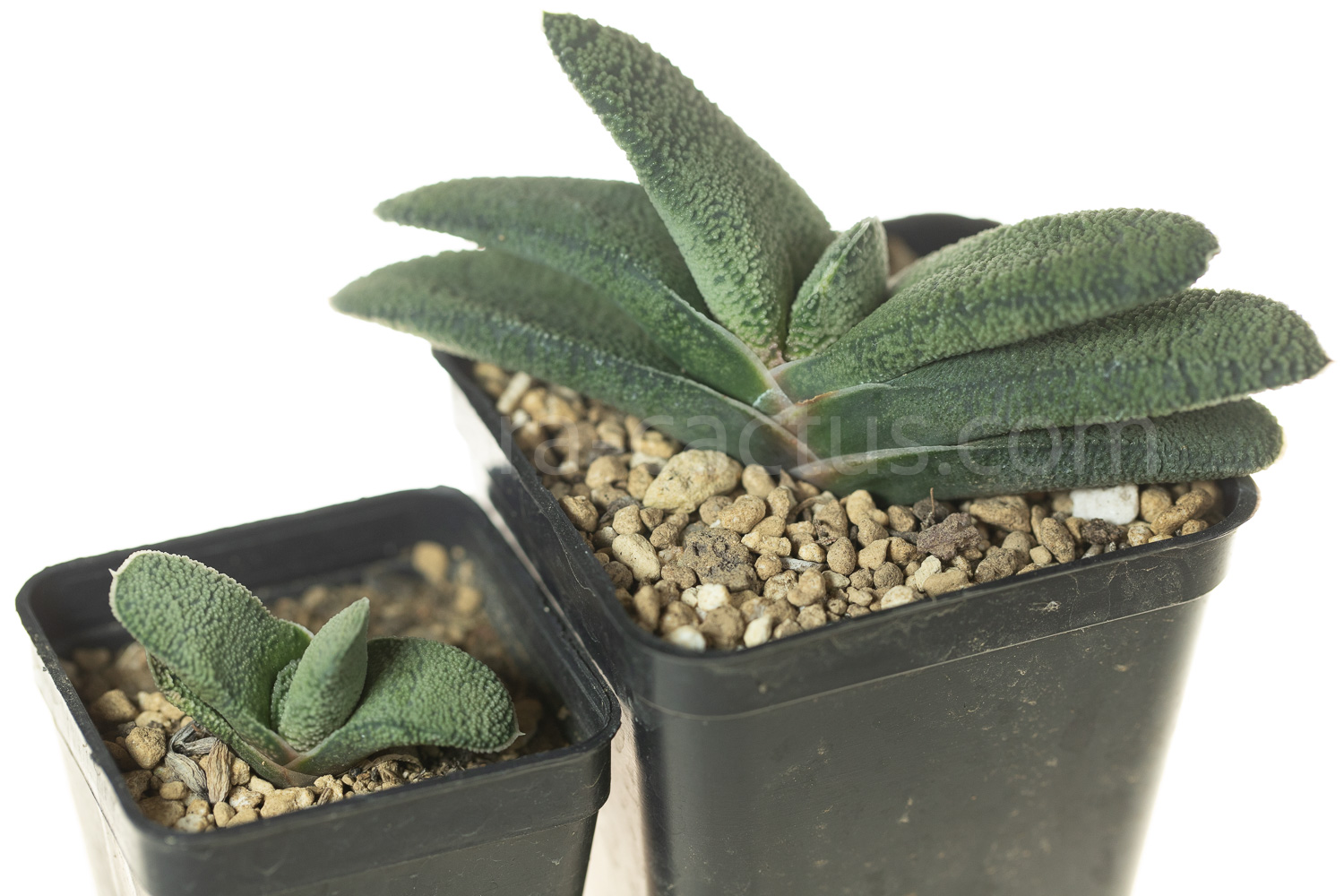 gasteria_armstrongii_Lime_Essence-1