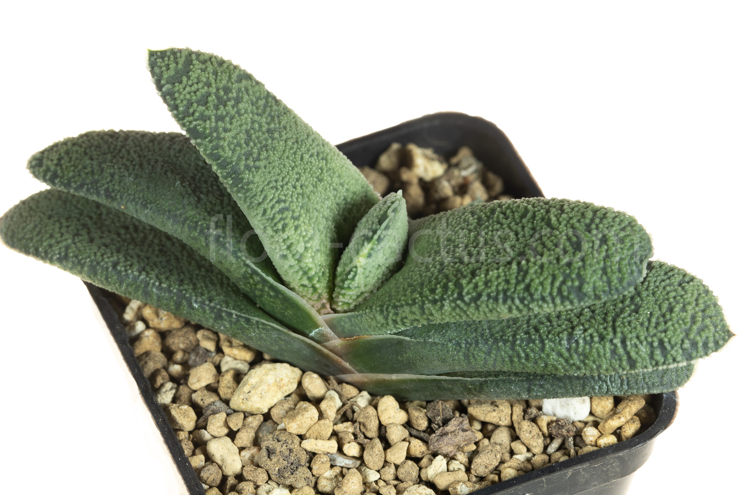 gasteria_armstrongii_Lime_Essence-2