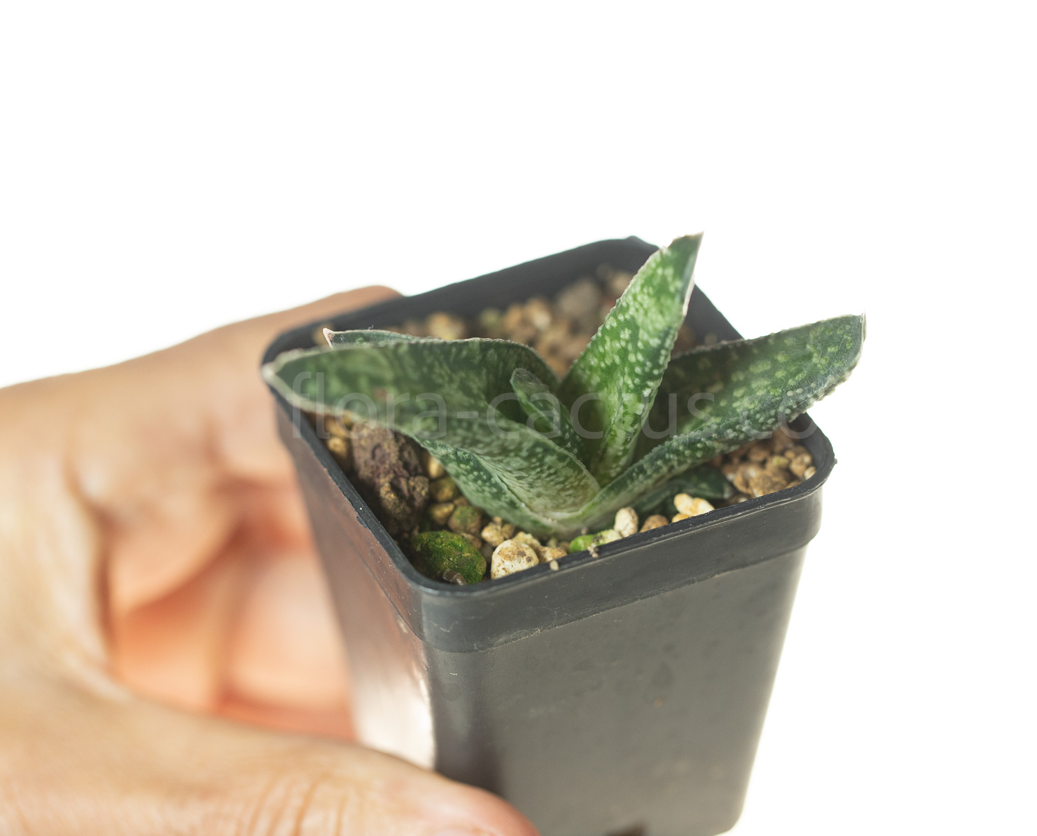 Gasteria_carinata_Jhamsberg-6