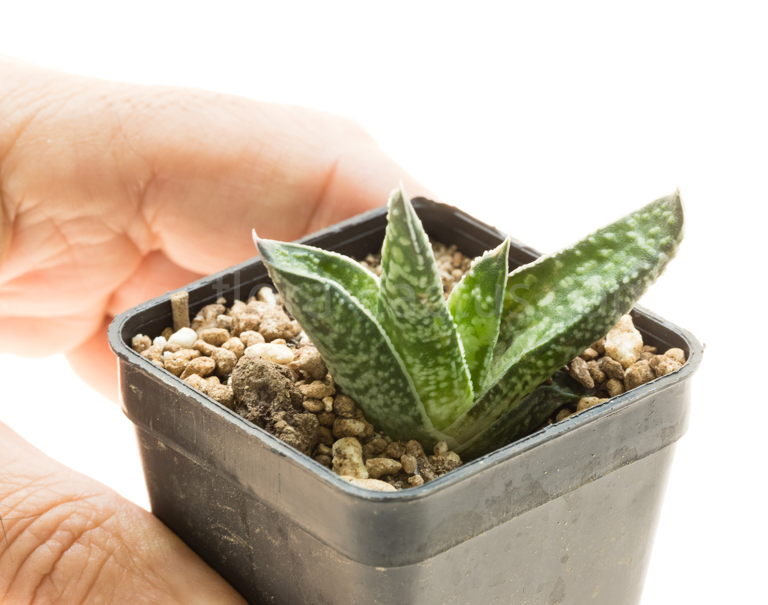 Gasteria_carinata_Jhamsberg-3