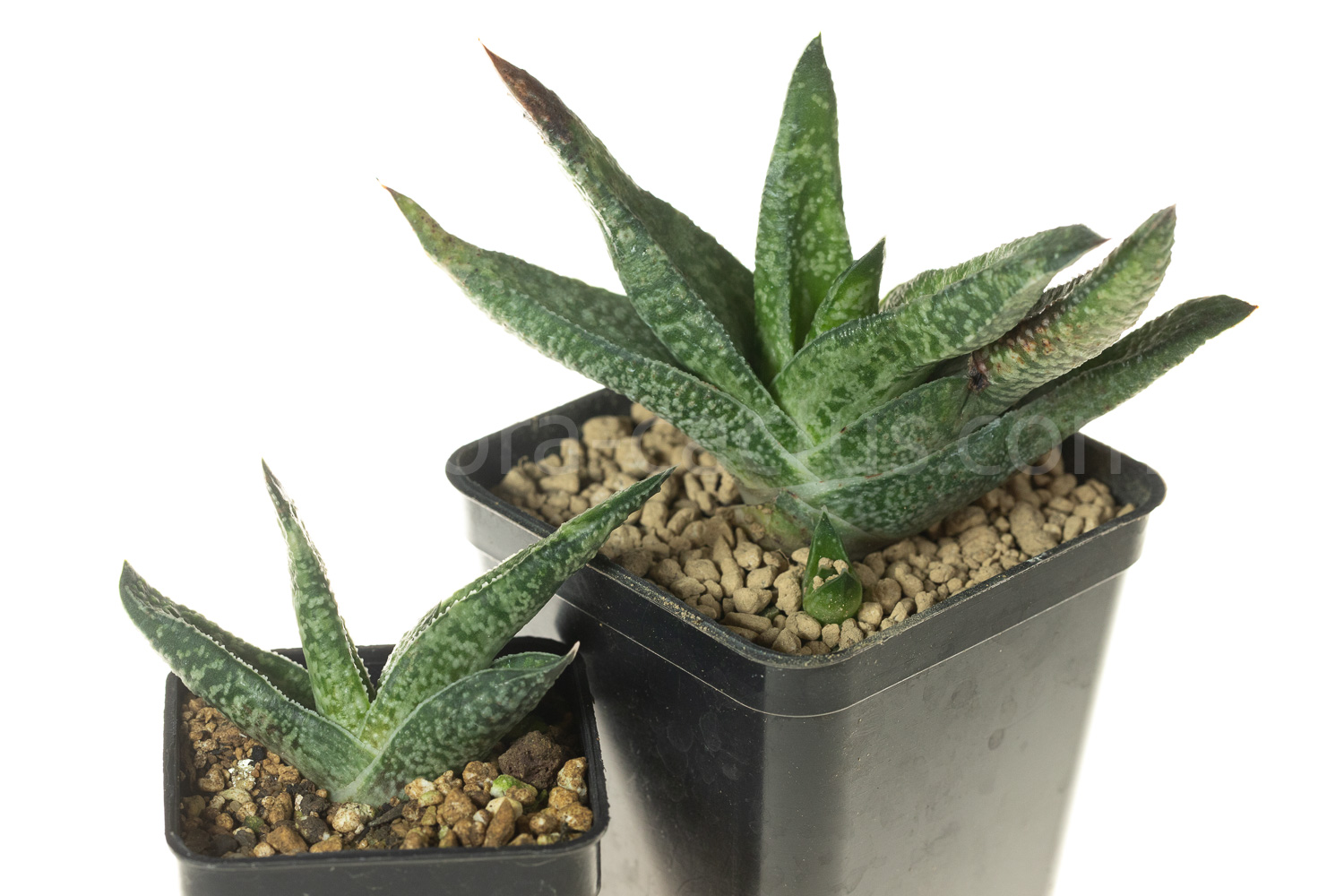 Gasteria_carinata_Jhamsberg-1