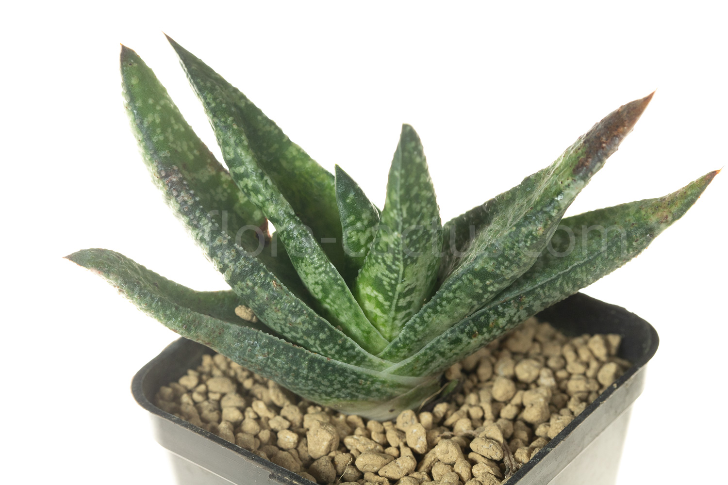 Gasteria_carinata_Jhamsberg-2