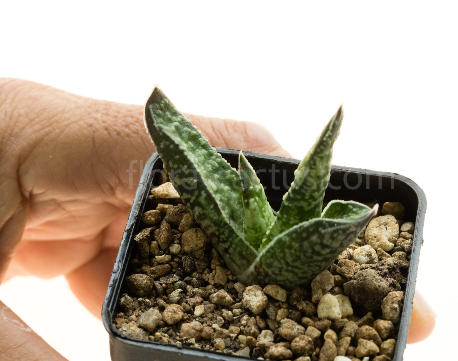 Gasteria_carinata_Jhamsberg-4