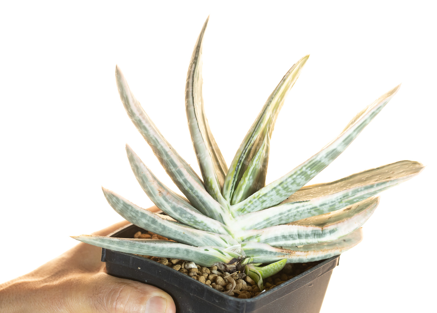 Gasteria_obtusifolia_Fuji-Kodakara-3