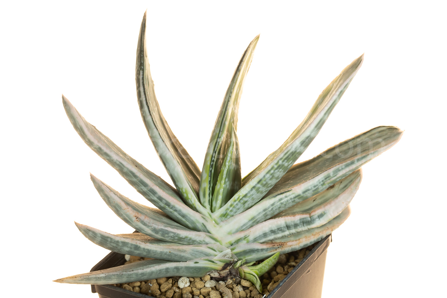 Gasteria_obtusifolia_Fuji-Kodakara-1
