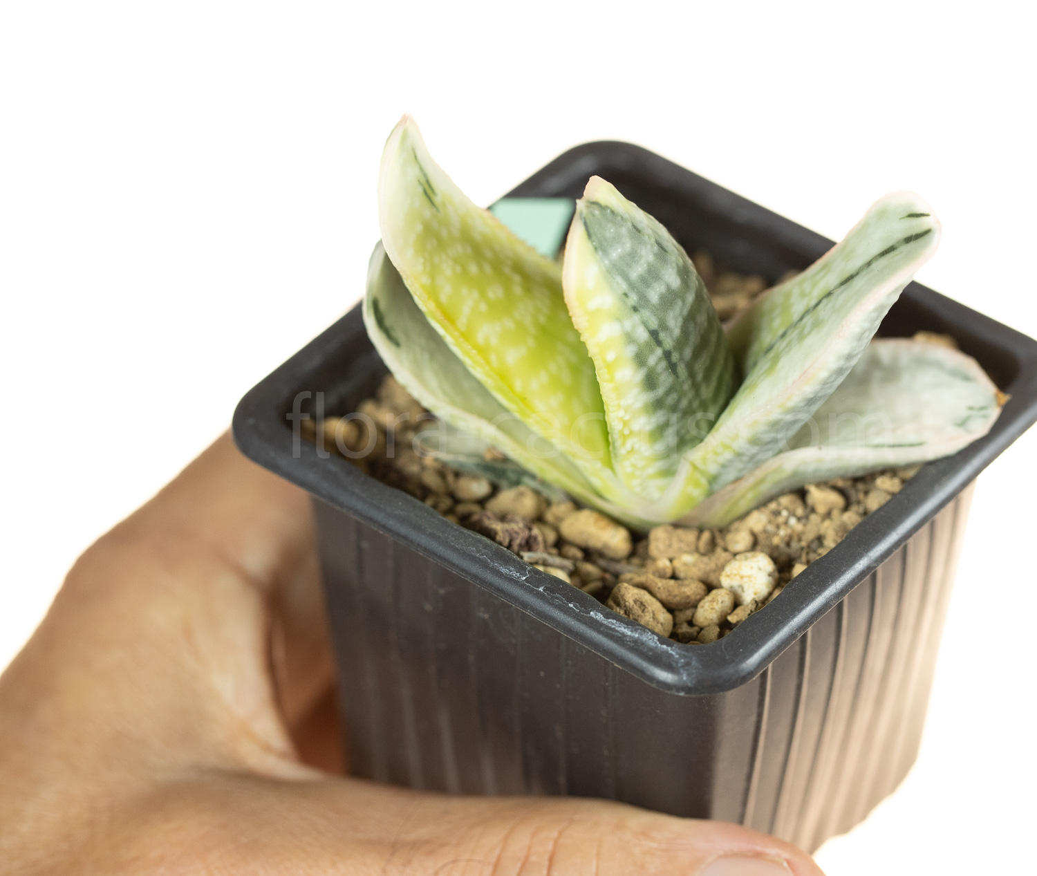 Gasteria_obtusifolia_Fuji-Kodakara-5