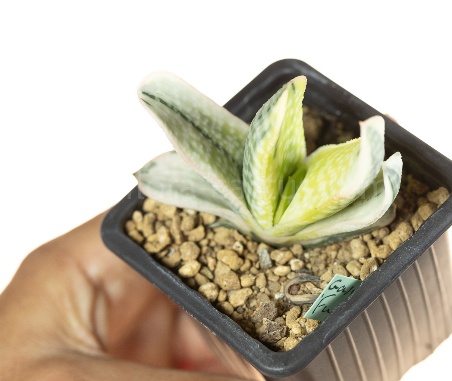 Gasteria_obtusifolia_Fuji-Kodakara-4