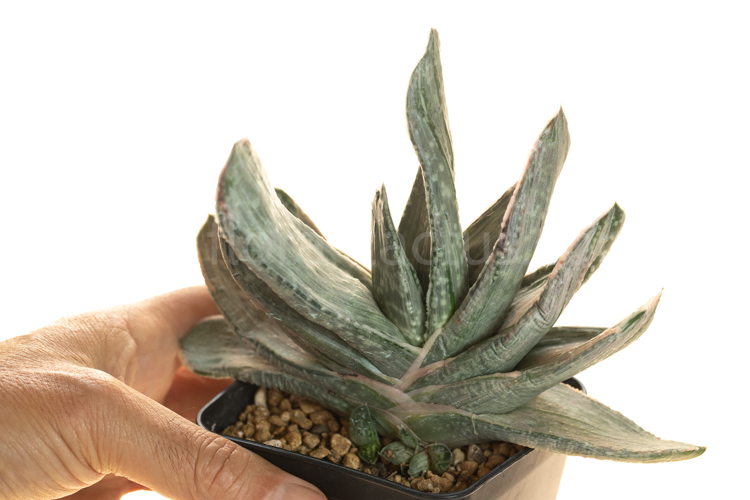 Gasteria_Aramatsu-3