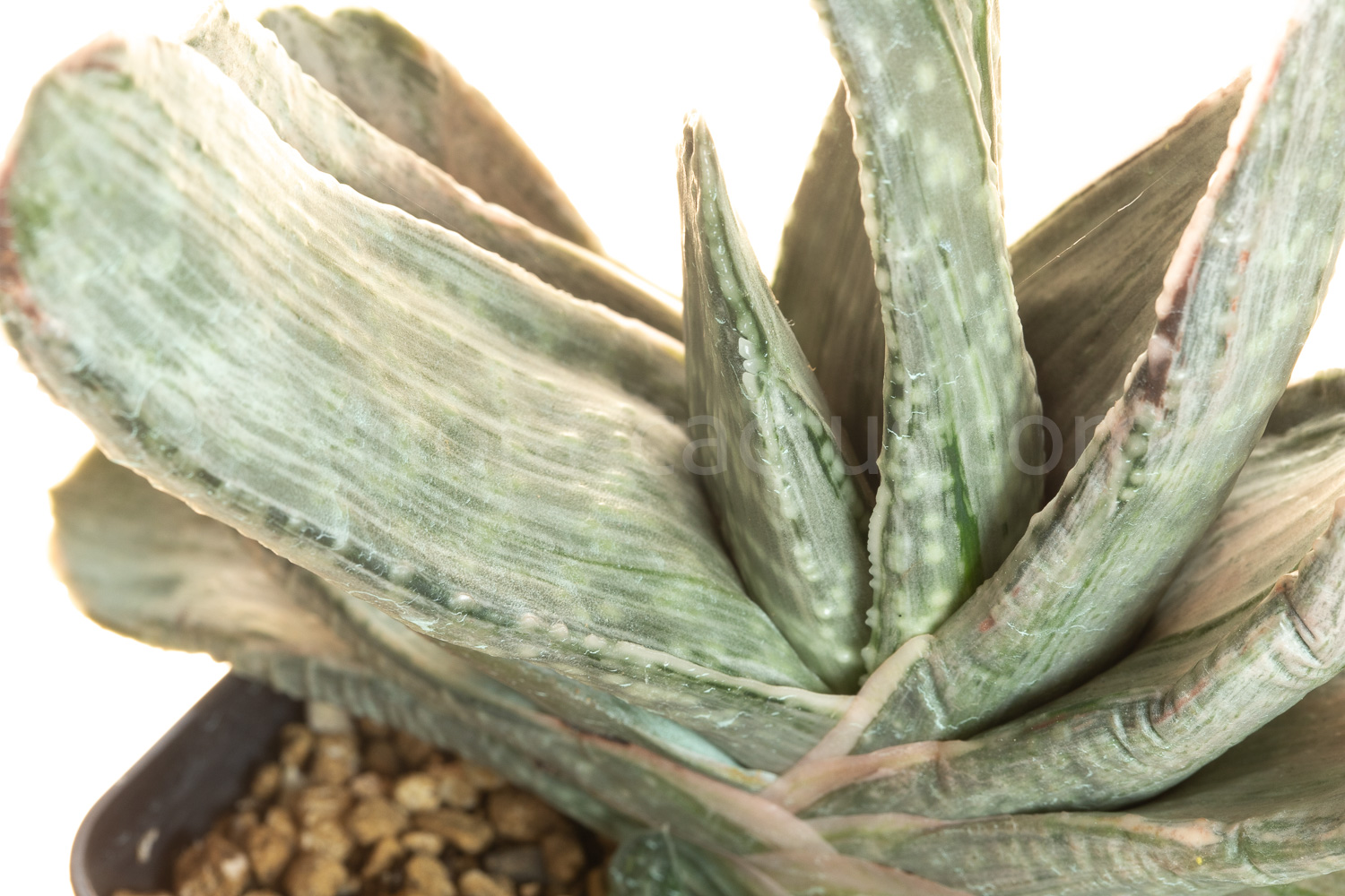 Gasteria_Aramatsu-2