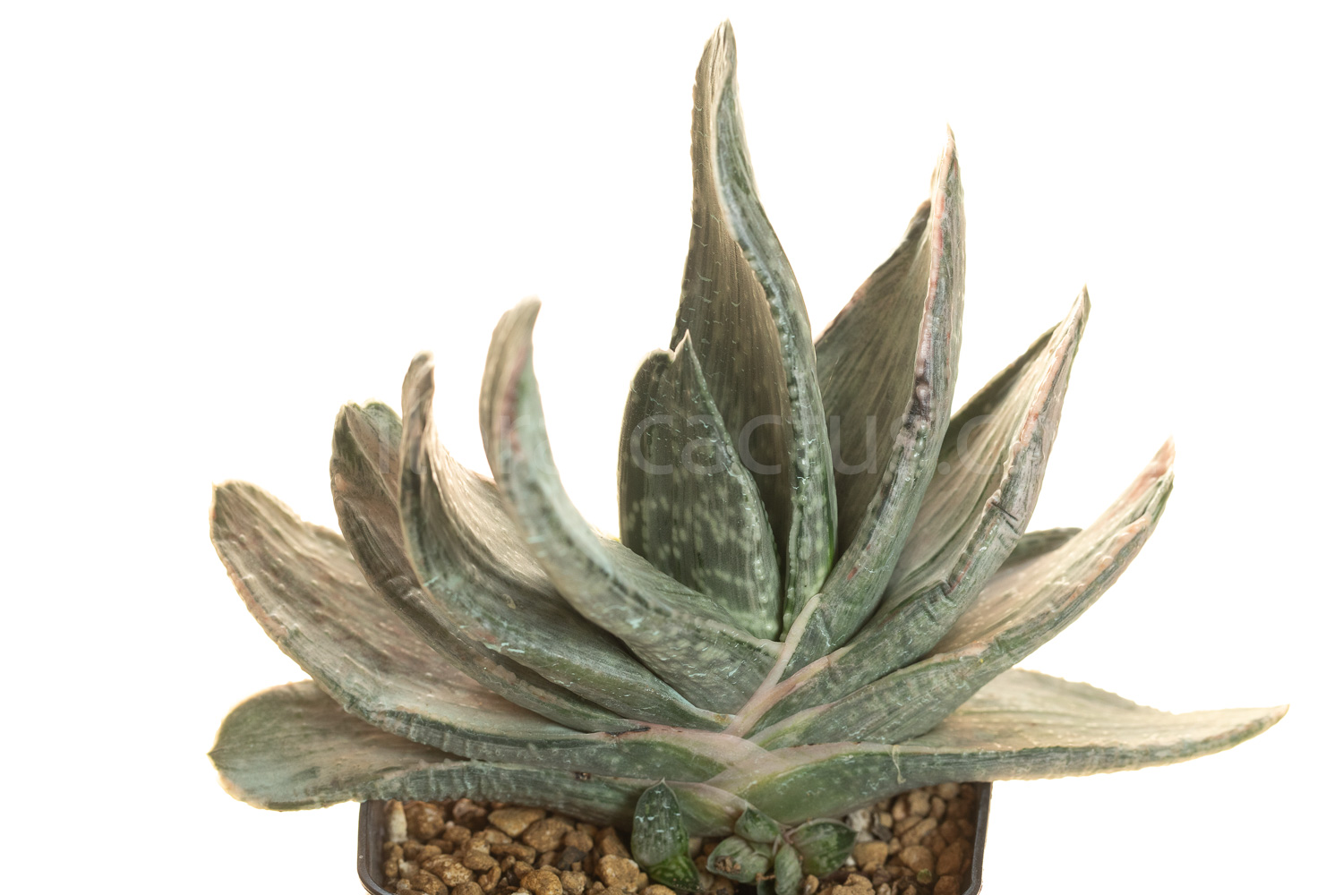 Gasteria_Aramatsu-5