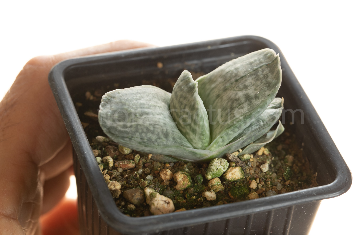 Gasteria_Aramatsu-6