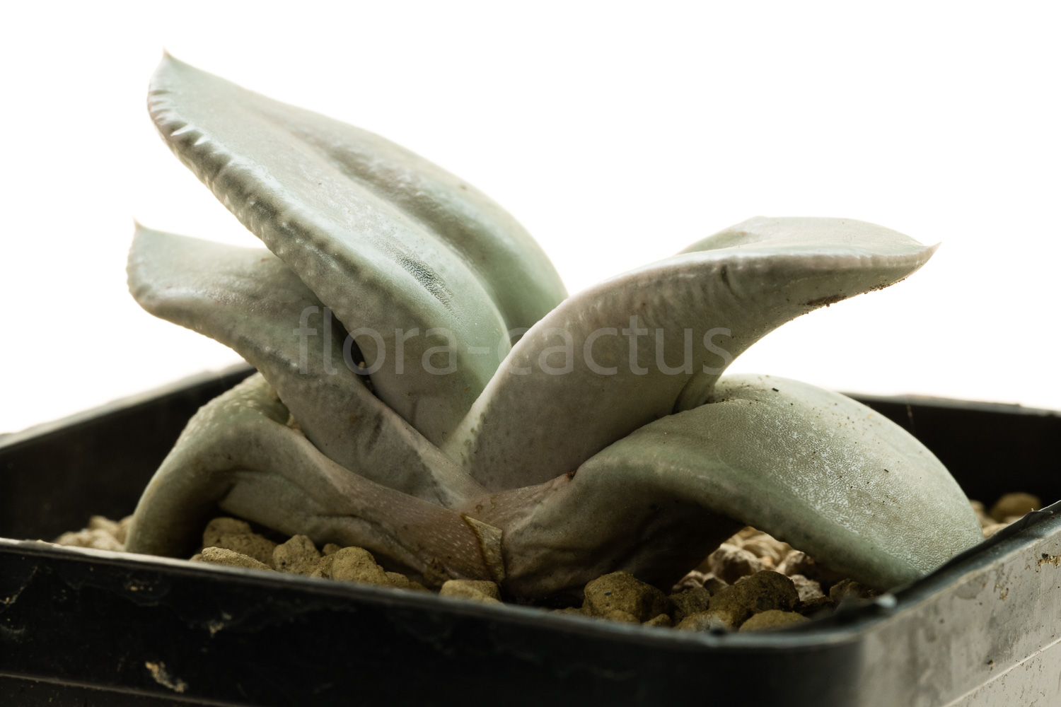 Gasteria_Isomatsu-1