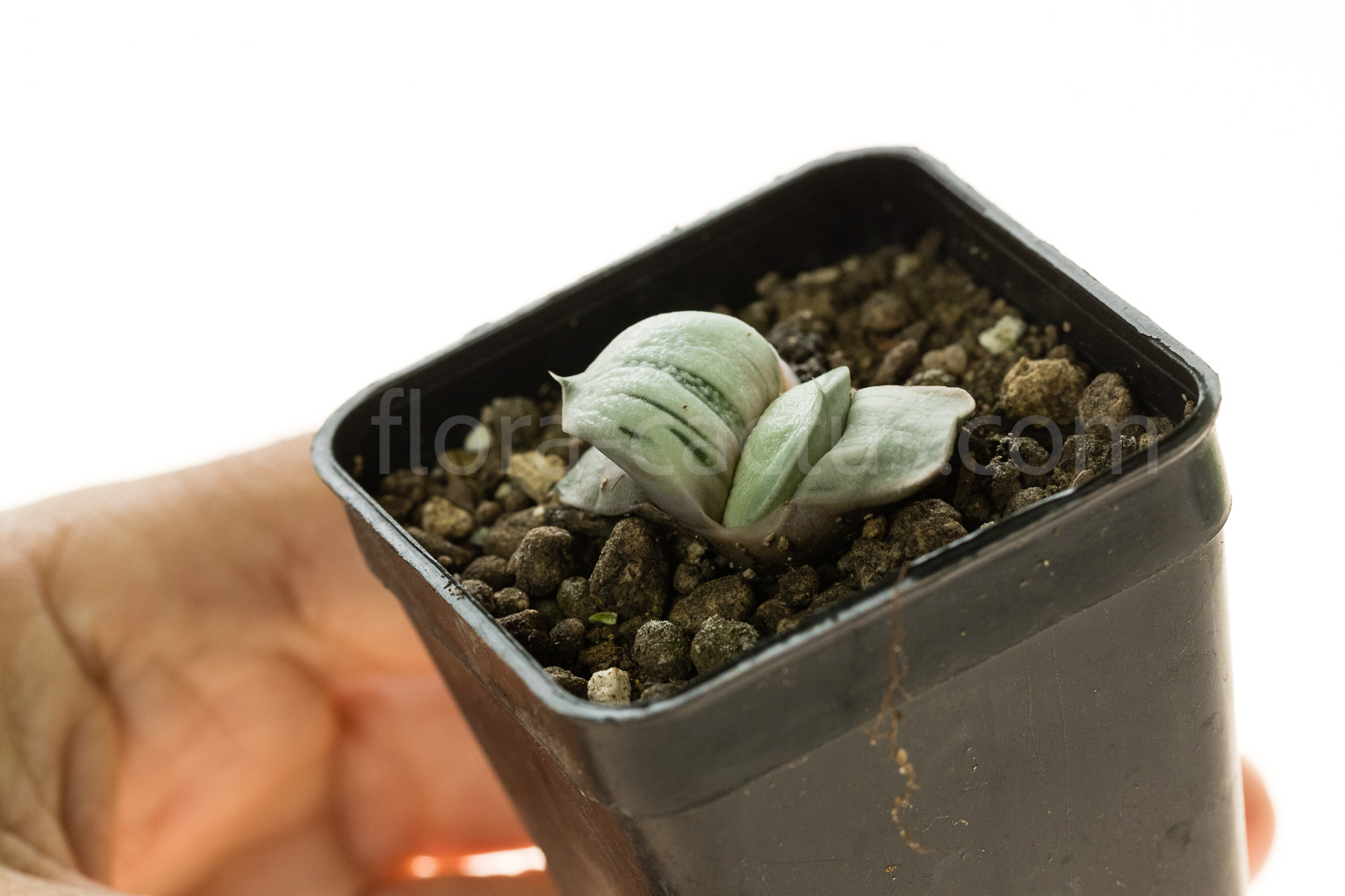 Gasteria_Isomatsu-4