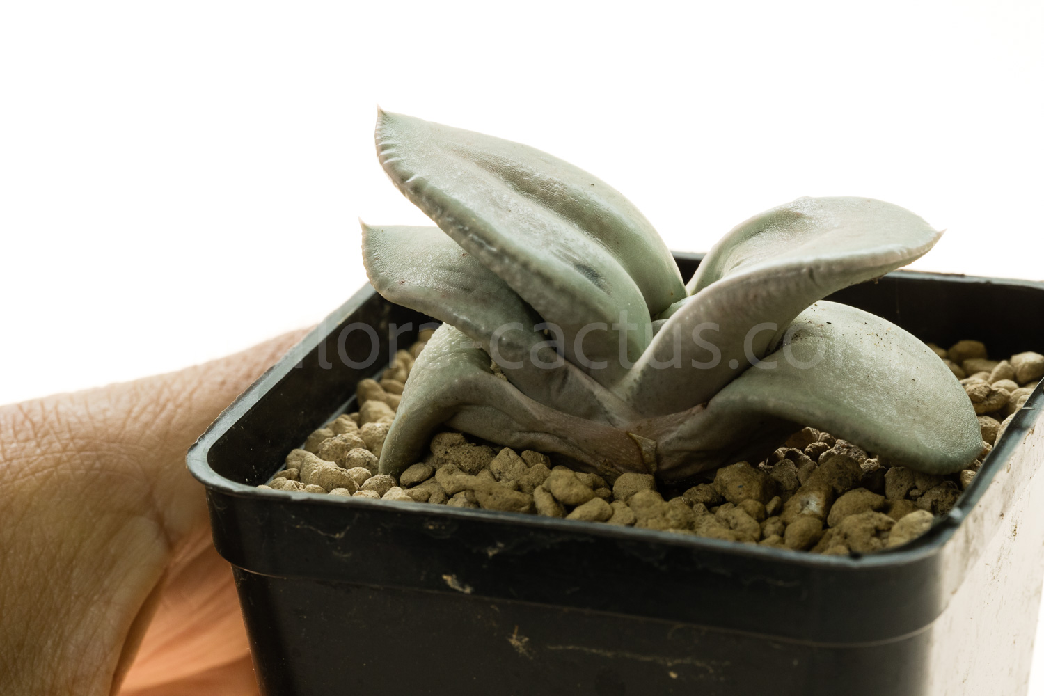 Gasteria_Isomatsu-2
