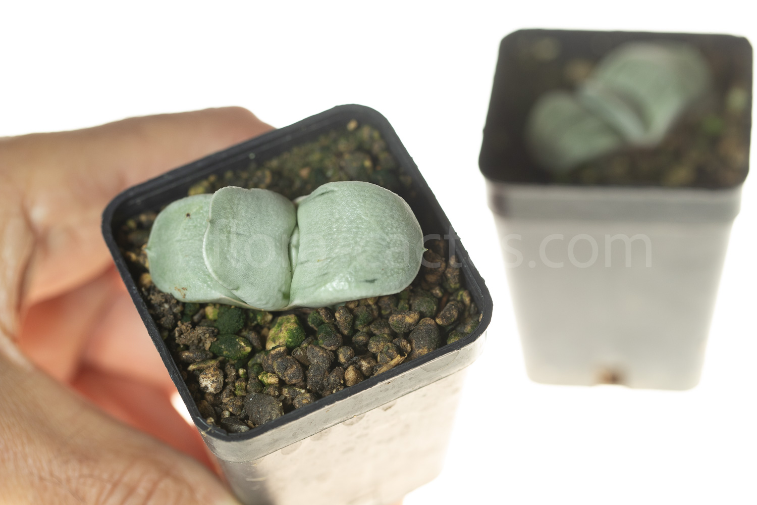 Gasteria_Isomatsu-6