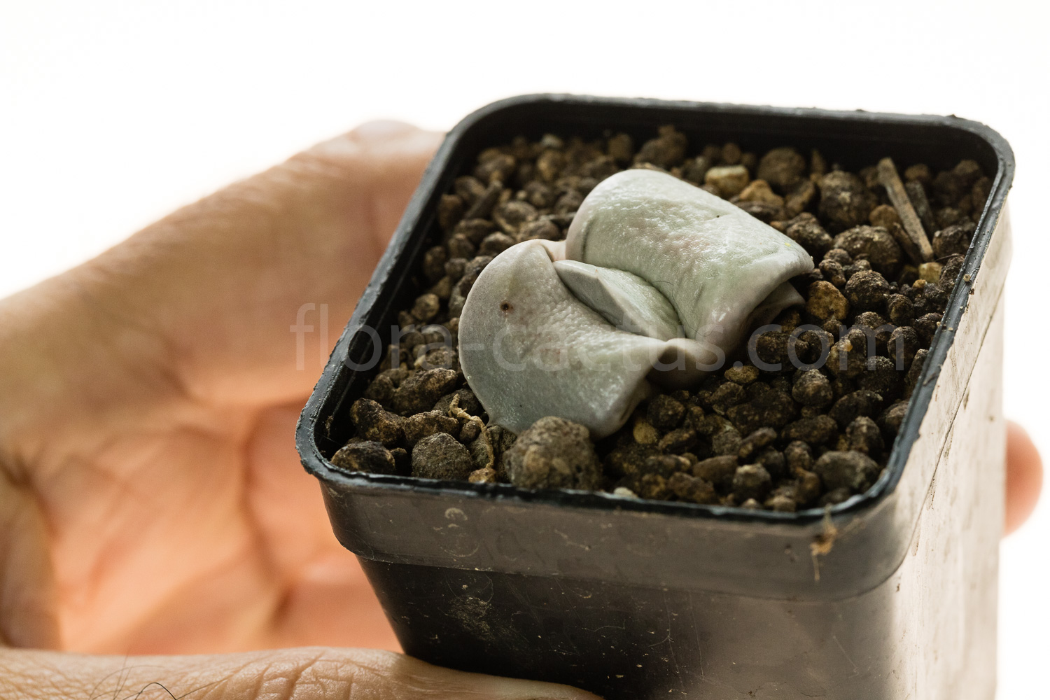Gasteria_Isomatsu-3
