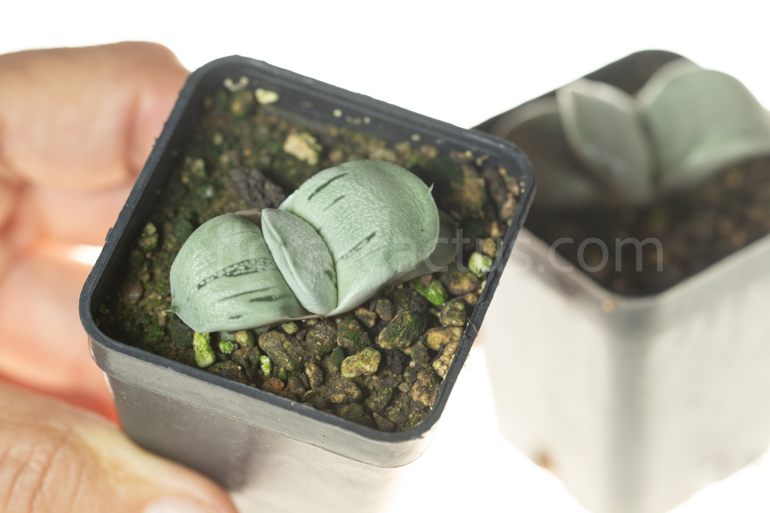 Gasteria_Isomatsu-7