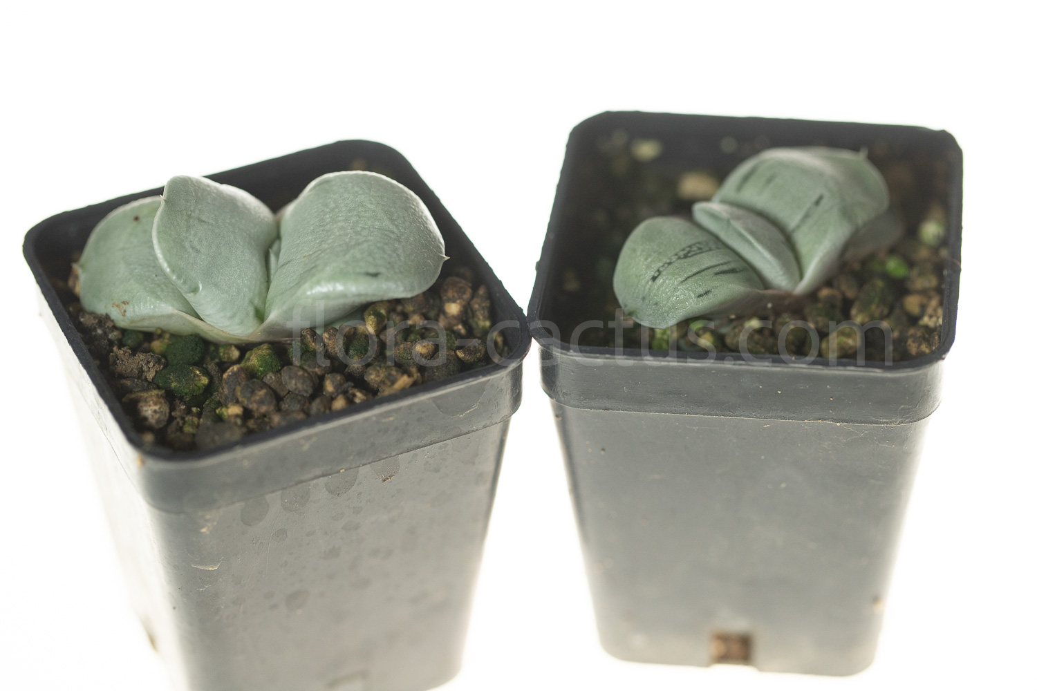 Gasteria_Isomatsu-5