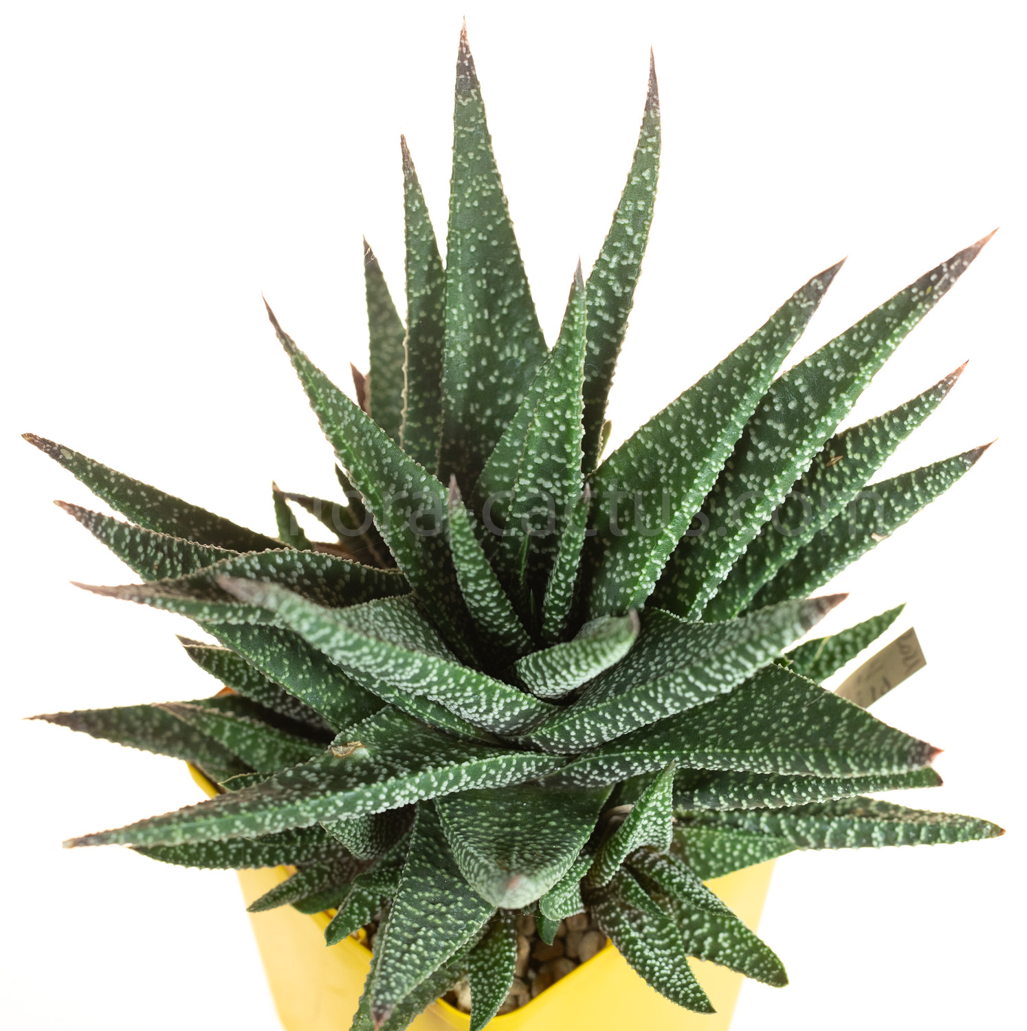 Gasteria_Okavango-3