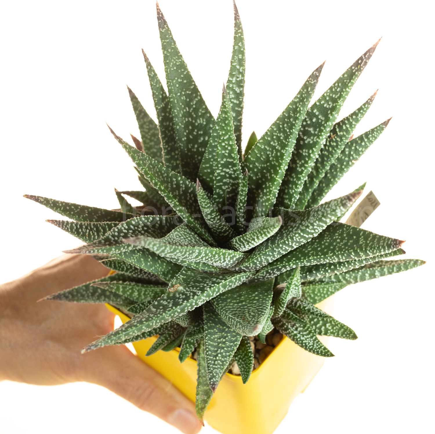 Gasteria_Okavango-4