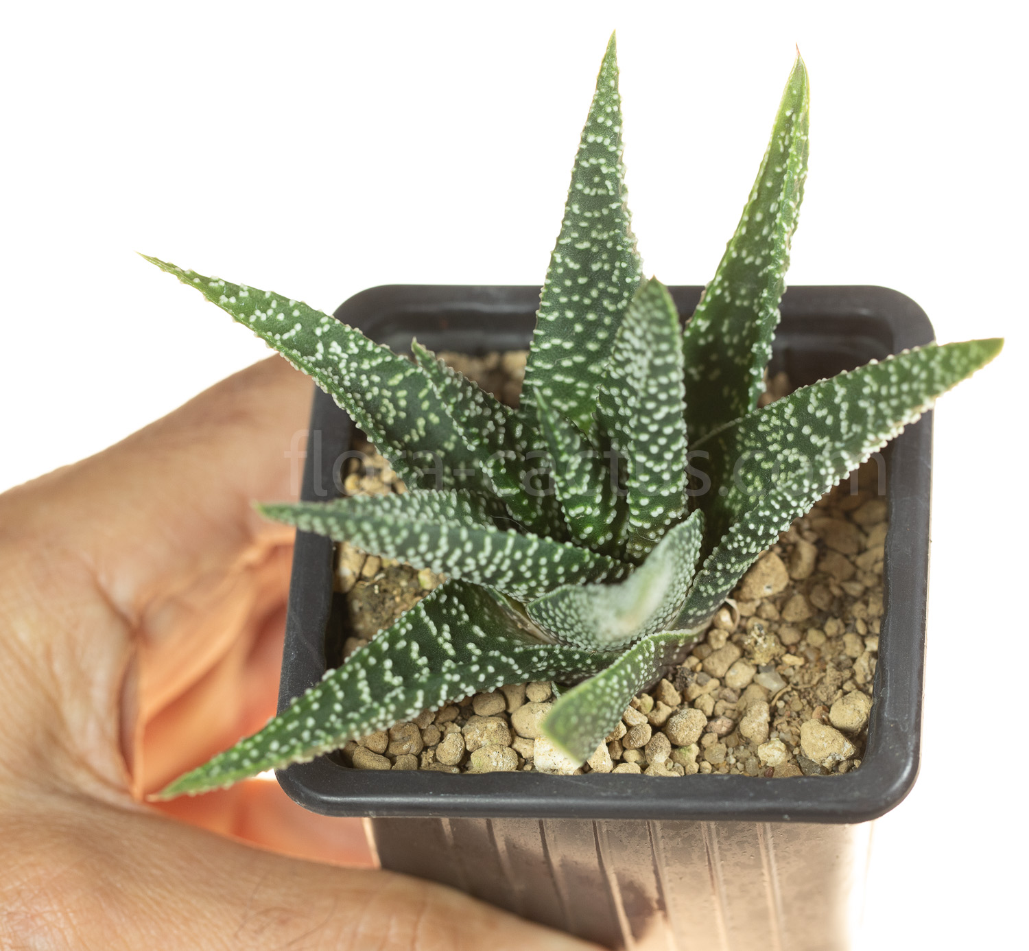 Gasteria_Okavango-1